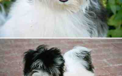 5 yo havanese dog for adoption in tucson az arizona – meet handsome valentino
