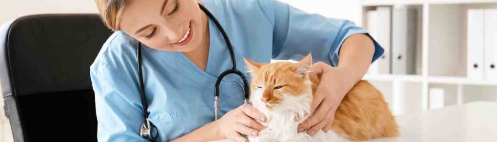 Veterinarian banner