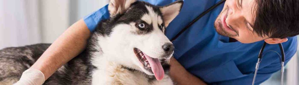 Veterinarian banner
