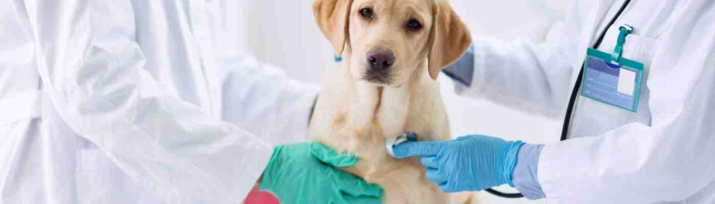 Veterinarian banner