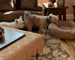 Miniature schnauzer mix dog for adoption