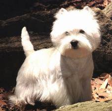 Westie dog picture