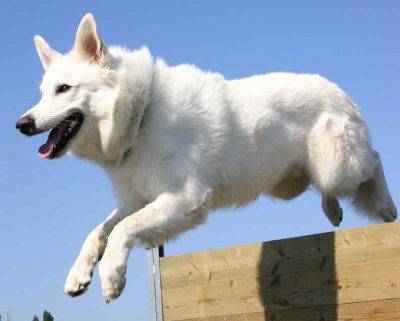 White german shepherd dog breed photo