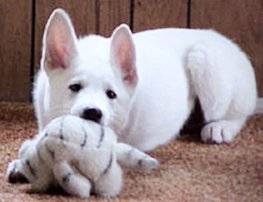 White german shepherd dog breed photo