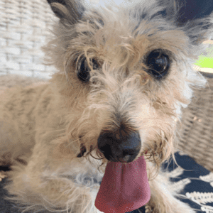 Adorable jack russell terrier for adoption in san marcos ca – supplies included – adopt whitney