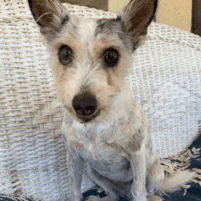 Adorable Jack Russell Terrier For Adoption In San Marcos CA - Supplies Included - Adopt Whitney