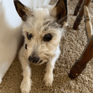 Adorable jack russell terrier for adoption in san marcos ca - supplies included - adopt whitney