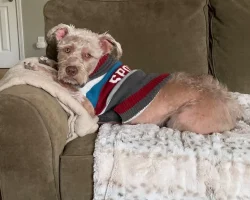 Miniature schnauzer mix dog for adoption