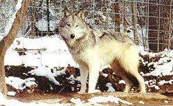 Wolf hybrid dog adoption