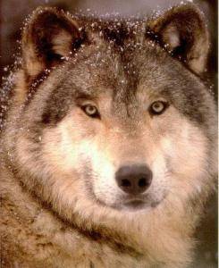 Wolf hybrid dog breed photo