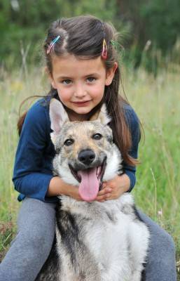 Wolf dog and girl