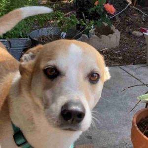 Australian shepherd beagle mix dog for adoption in alpine ca adopt yiska