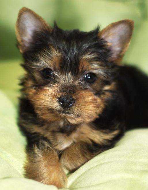 Adorable Yorkie Puppy Photo