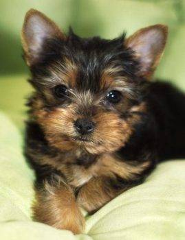 adorable yorkie puppy