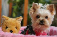 Yorkie yorkshire terrier adoption