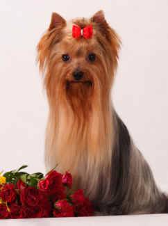 Yorkshire Terrier with very long hair