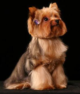 Well Groomed Yorkshire Terrier Dog