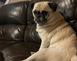 Dog for adoption in edmonton