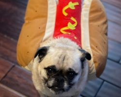 Dog for adoption in edmonton