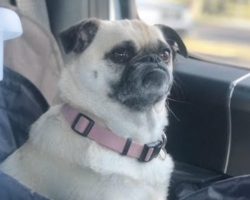 Dog for adoption in edmonton
