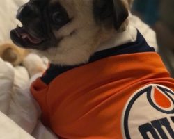 Dog for adoption in edmonton