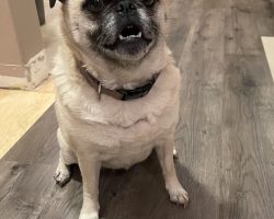 Dog for adoption in edmonton