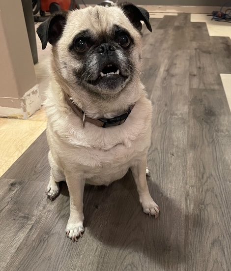Delightful boston terrier pug mix dog for adoption in edmonton ab – meet zada