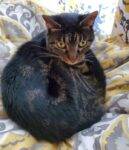 Brown Tabby Cat For Adoption Tampa Riverview Florida