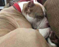 American staffordshire terrier for adoption escondido ca adopt zeus