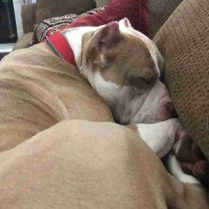 American staffordshire terrier for adoption escondido ca adopt zeus