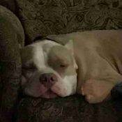 American Staffordshire Terrier For Adoption Escondido CA Adopt Zeus