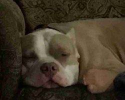 American staffordshire terrier for adoption escondido ca adopt zeus