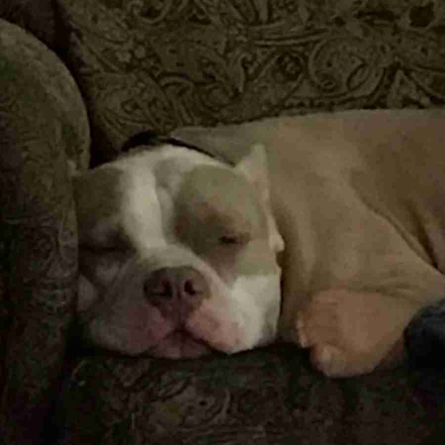 American Staffordshire Terrier for Adoption Escondido CA Adopt Zeus