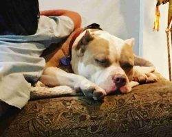 American staffordshire terrier for adoption escondido ca adopt zeus