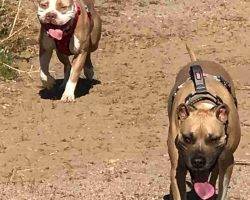 American staffordshire terrier for adoption escondido ca adopt zeus