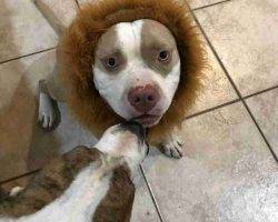 American staffordshire terrier for adoption escondido ca adopt zeus