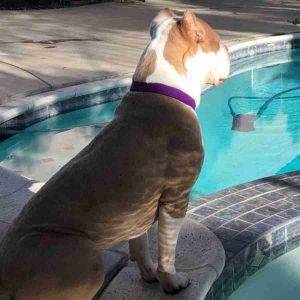 American staffordshire terrier for adoption escondido ca adopt zeus