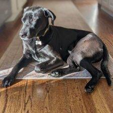 Black Labrador Retriever Mix for Adoption Smyrna GA Adopt Zoë