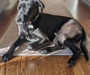 Stunning black labrador retriever mix for adoption in smyrna ga – supplies included – adopt zoë