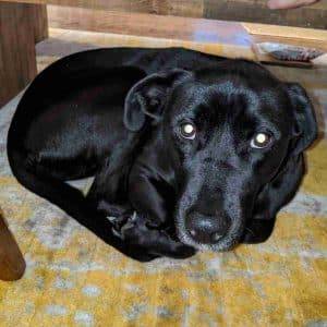 Black labrador retriever mix for adoption smyrna ga adopt zoë