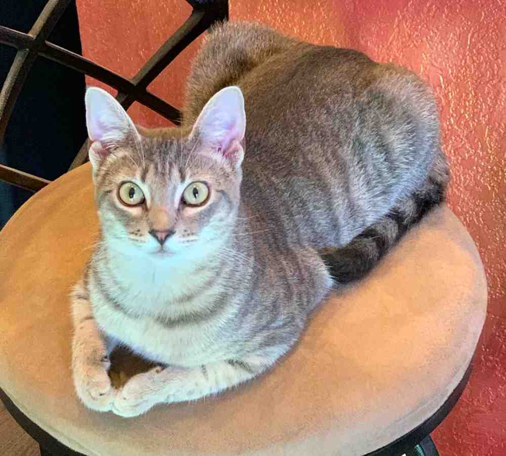 Zoey russian blue tabby mix cat for adoption san antonio tx 10