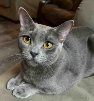 Zoey Russian Blue Tabby Mix Cat For Adoption San Antonio TX 2