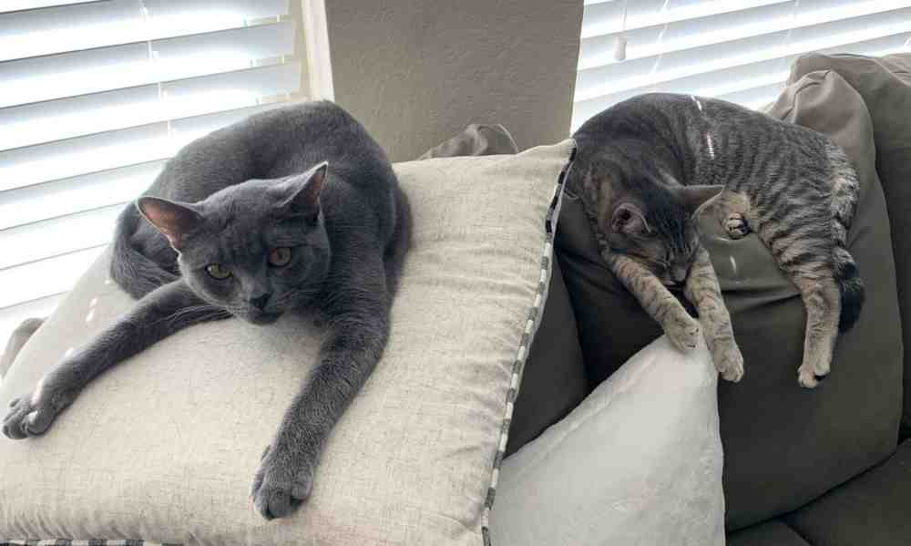 Zoey russian blue tabby mix cat for adoption san antonio tx 10
